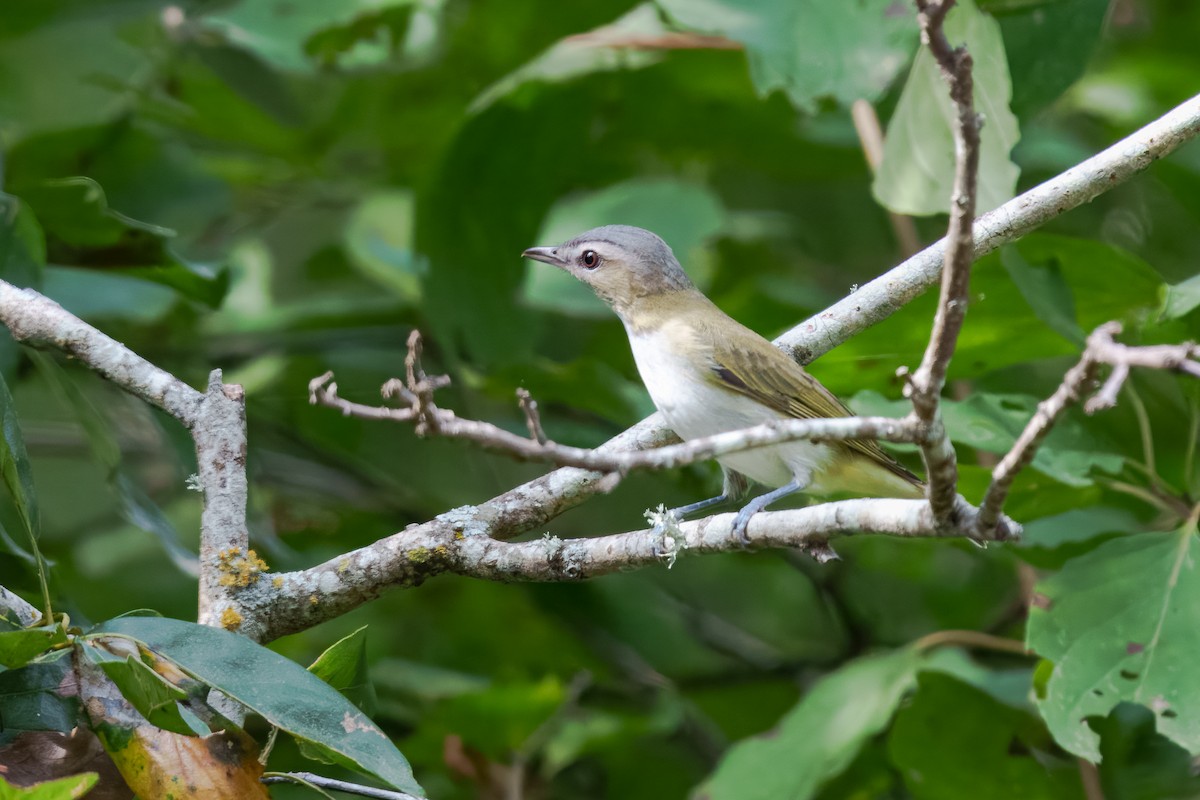 Red-eyed Vireo - ML643568830