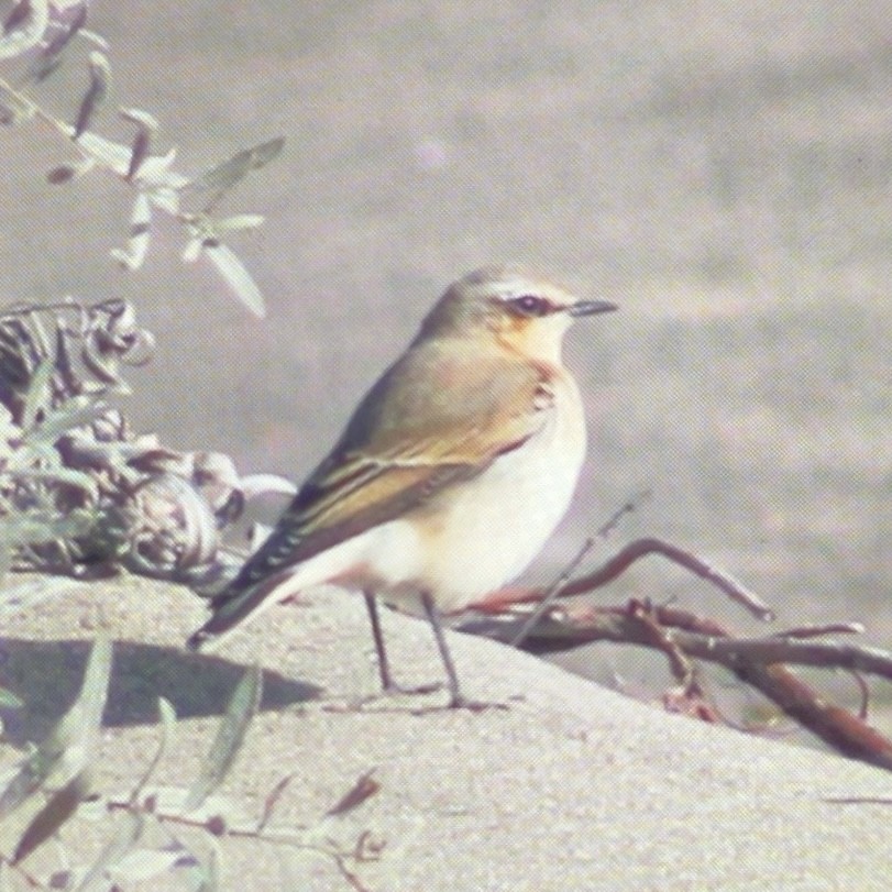 穗䳭 - ML643568832