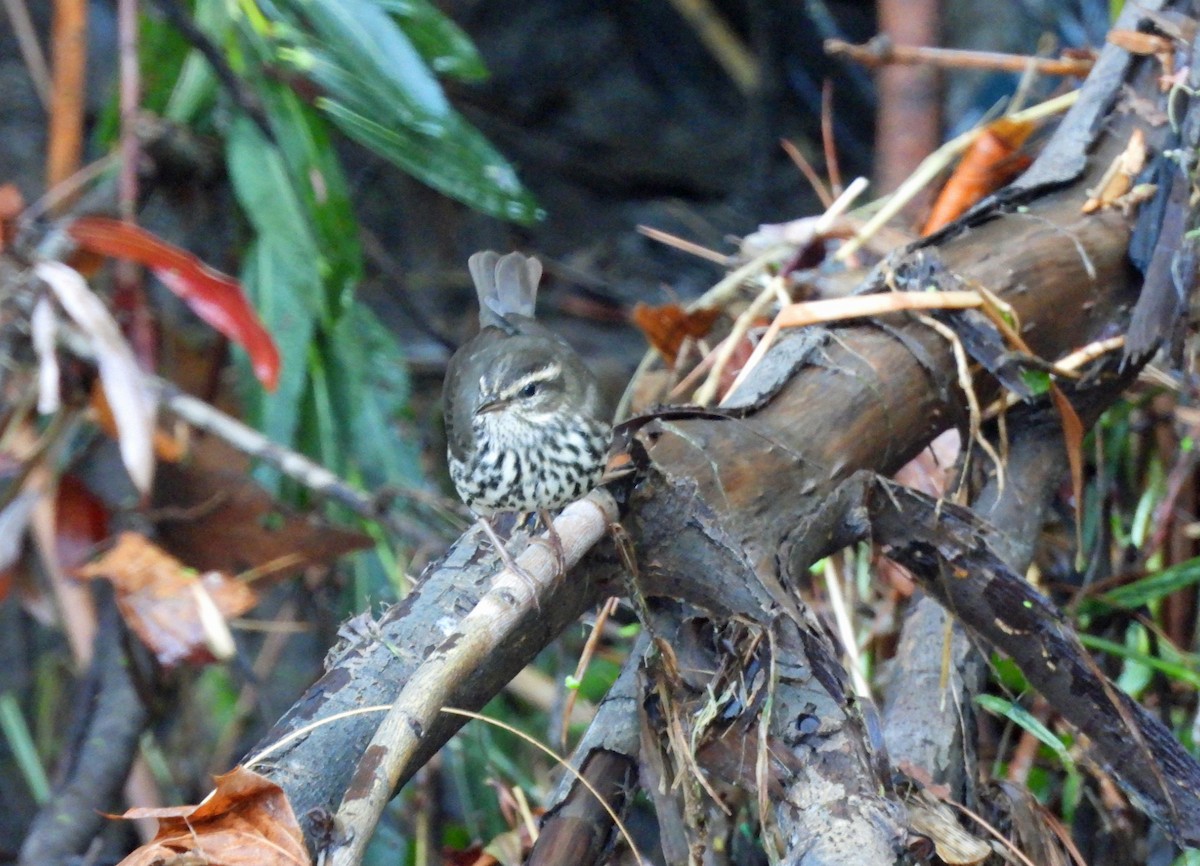 Northern Waterthrush - ML643568834