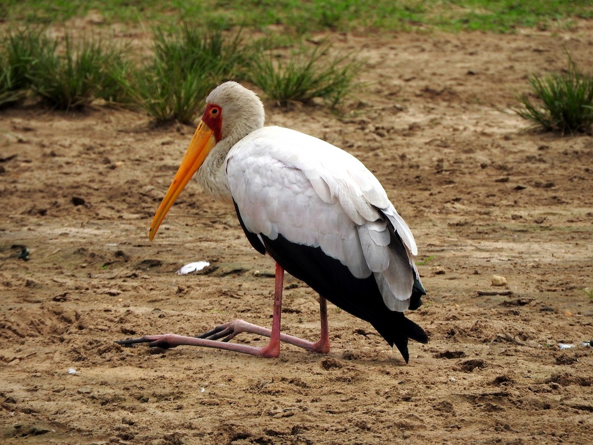 Yellow-billed Stork - ML643568839