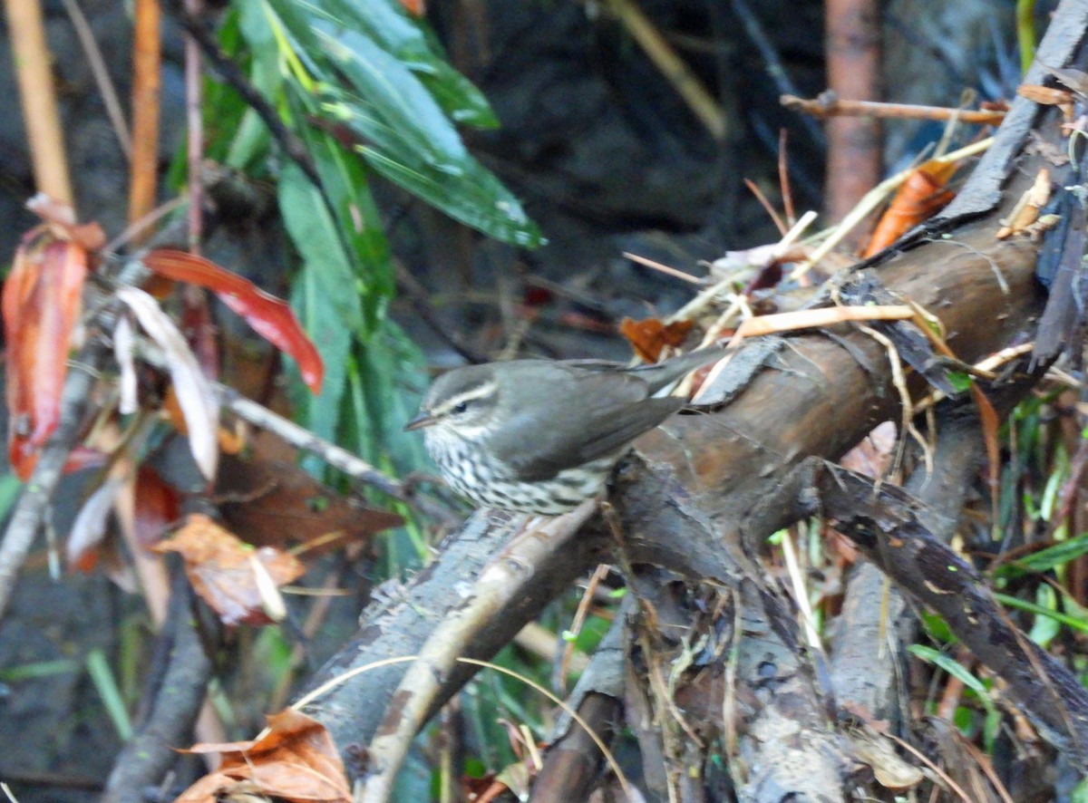 Northern Waterthrush - ML643568840