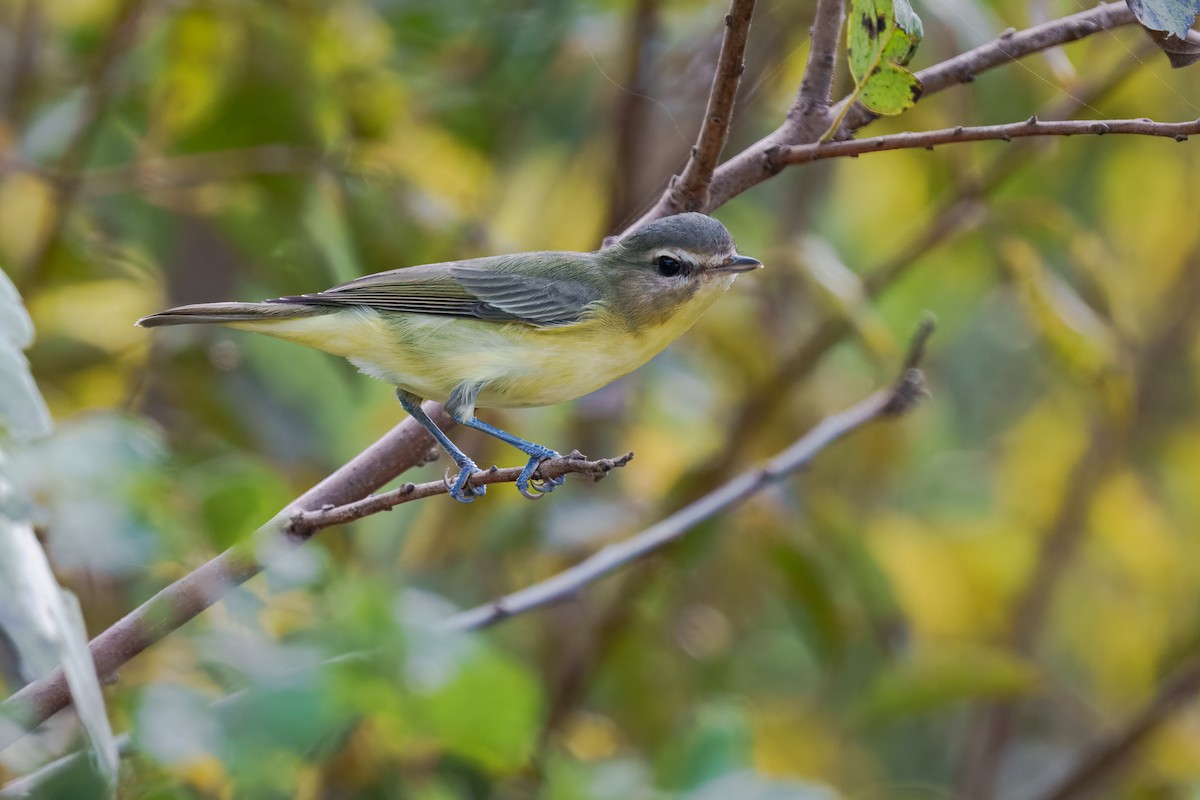 Philadelphia Vireo - ML643568841
