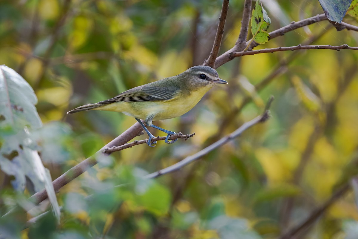 Philadelphia Vireo - ML643568842