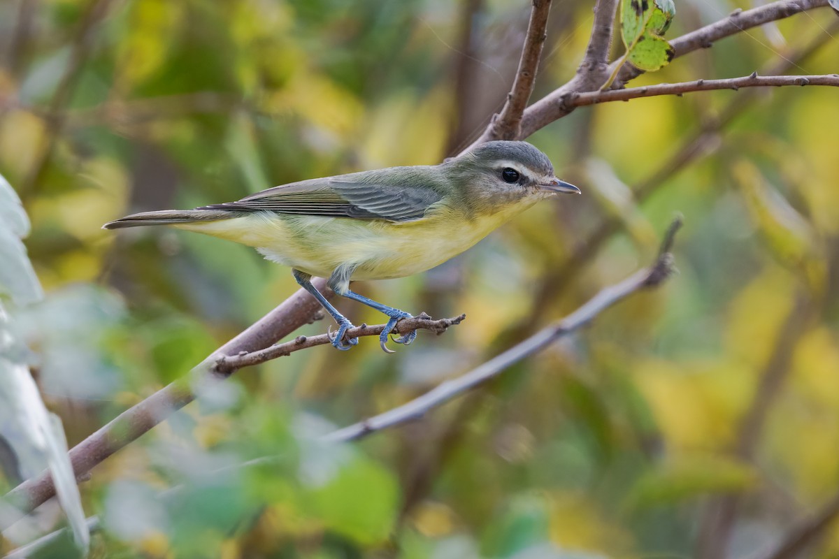 Philadelphia Vireo - ML643568843