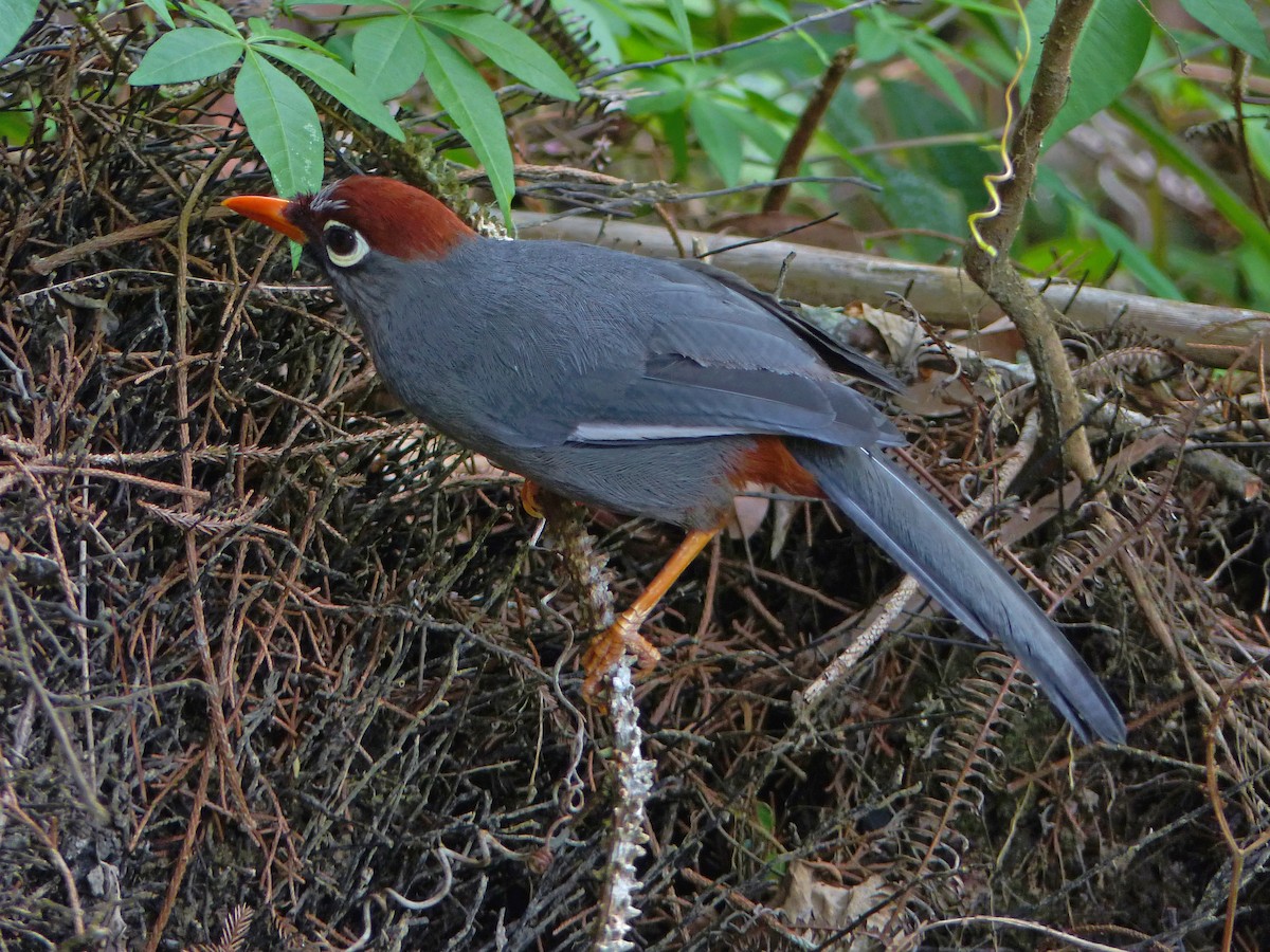 Chestnut-capped Laughingthrush - ML643568844