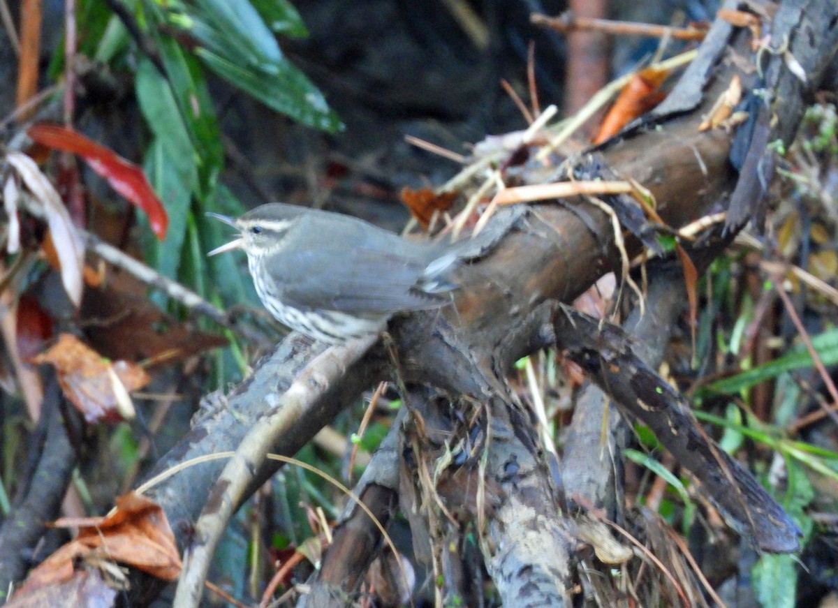 Northern Waterthrush - ML643568861