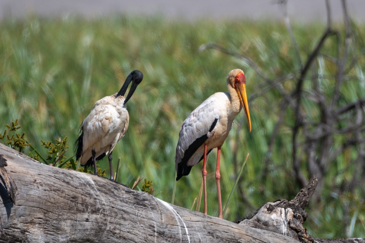 Yellow-billed Stork - ML643568877