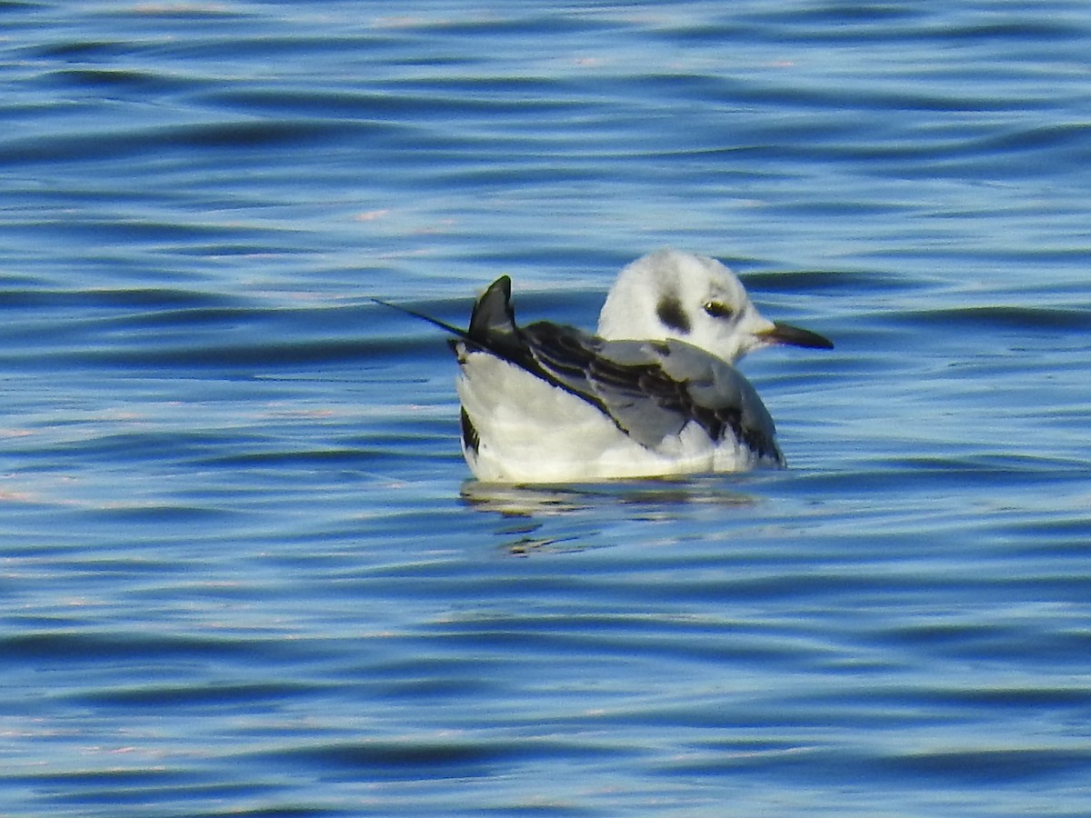 Bonaparte's Gull - ML643568879