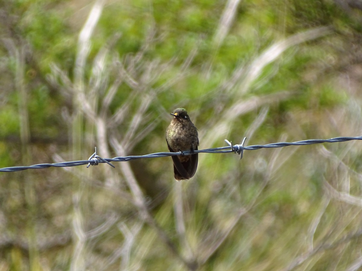 perijametallstjert - ML643568885