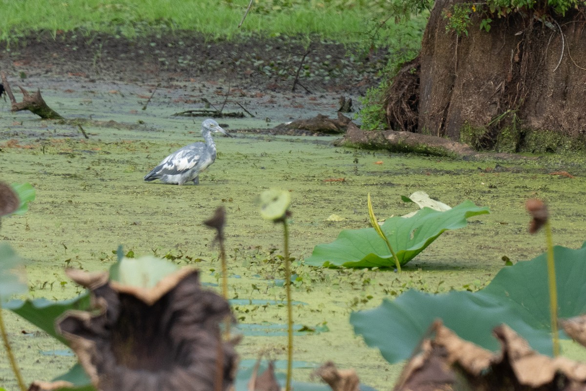 Little Blue Heron - ML643568887