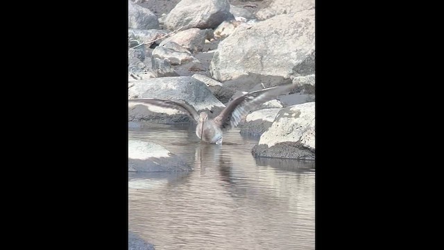לימוזה אמריקנית - ML643568894