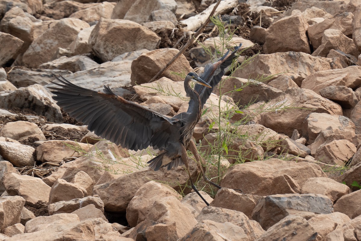 Great Blue Heron - ML643568900