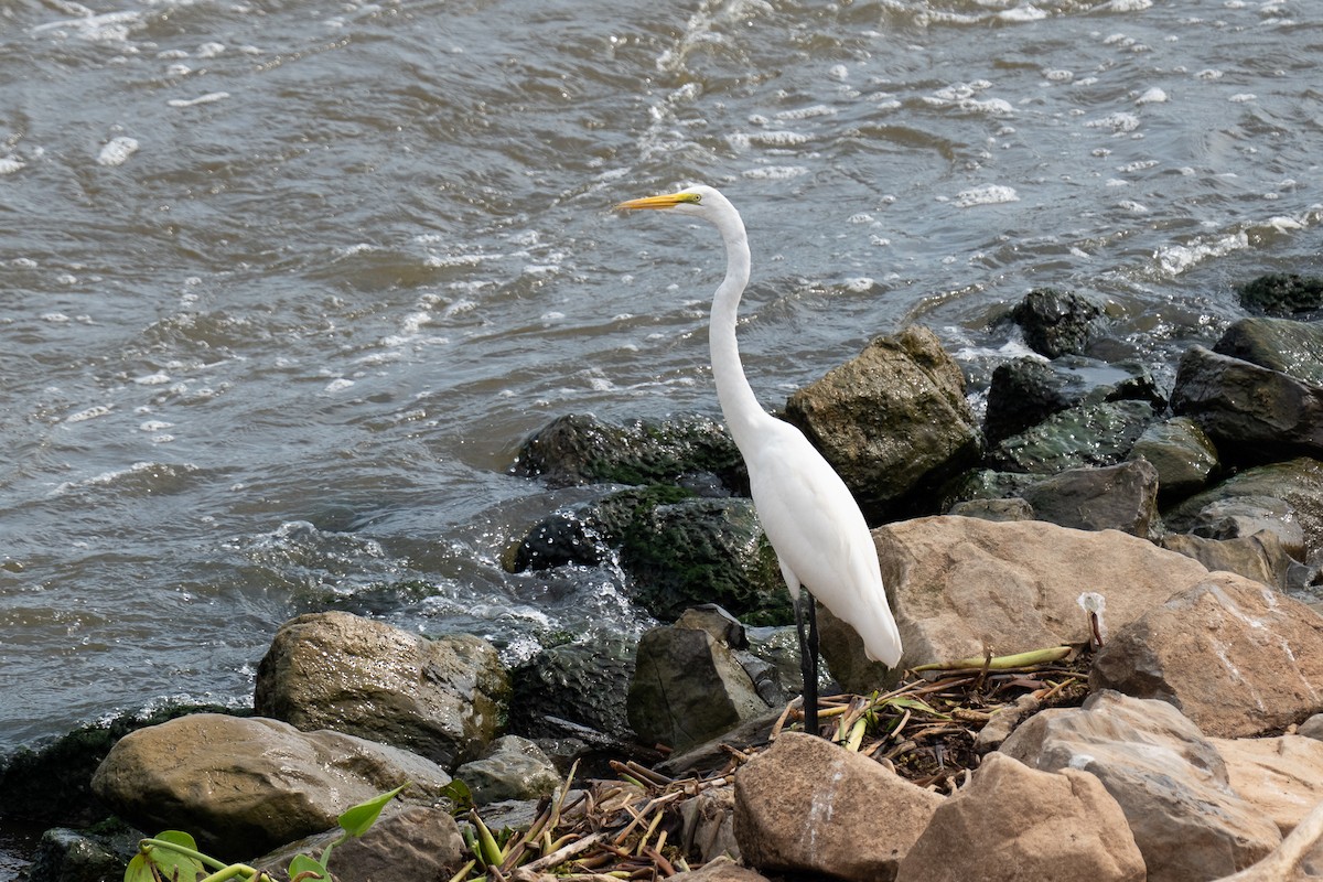egretthegre - ML643568901