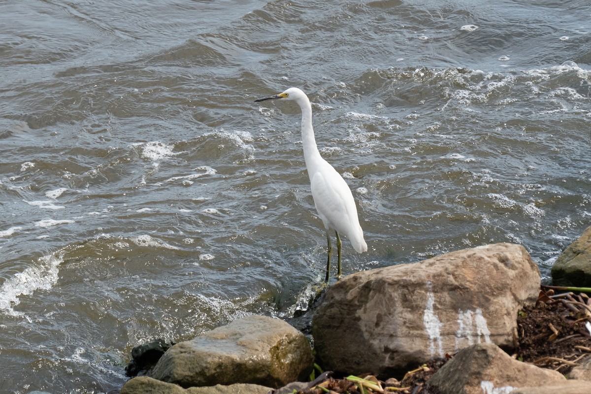 Snowy Egret - ML643568906
