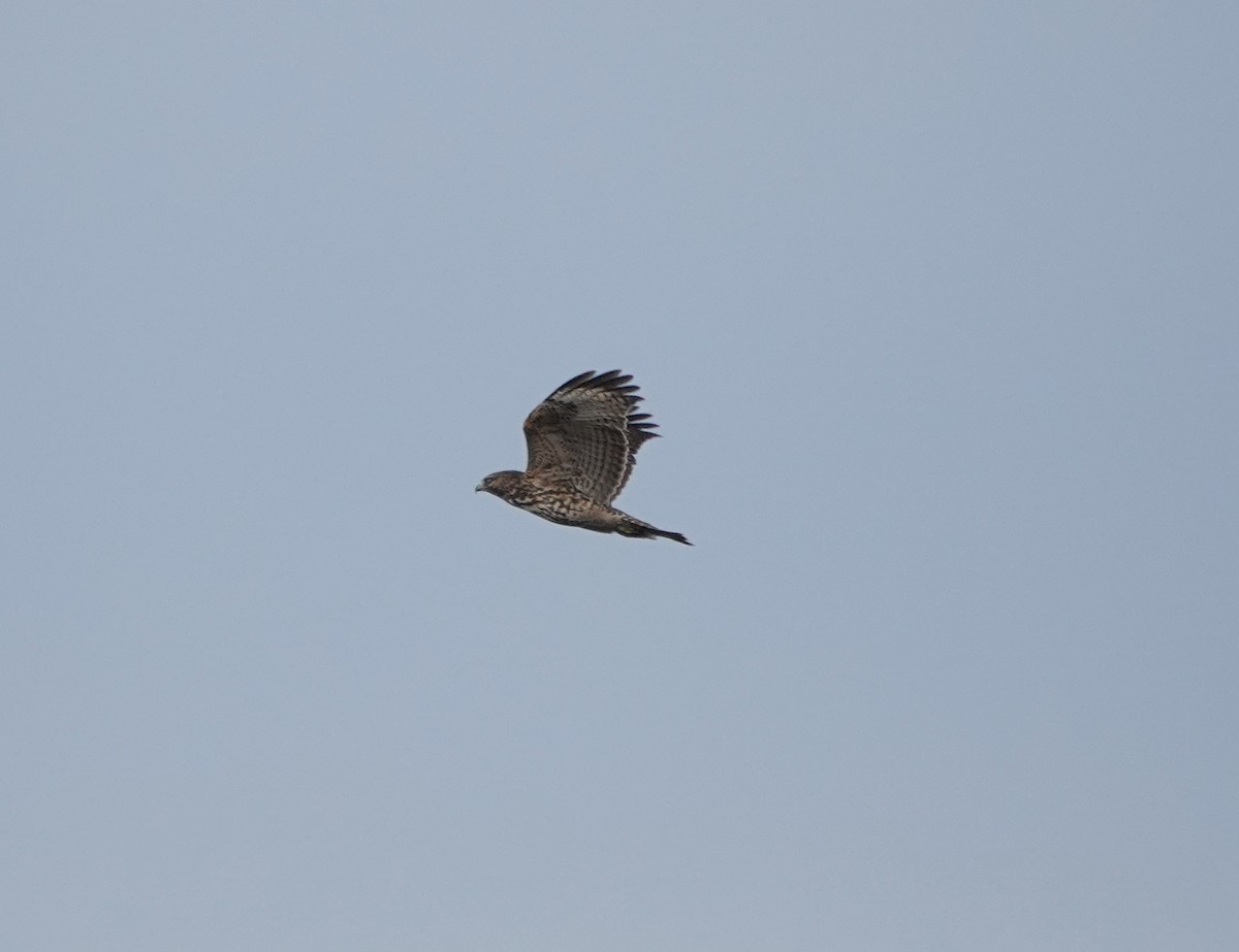 Red-shouldered Hawk - ML643568921