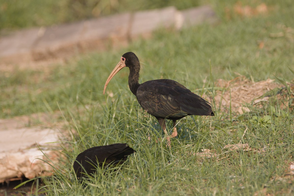 Bare-faced Ibis - ML643568951