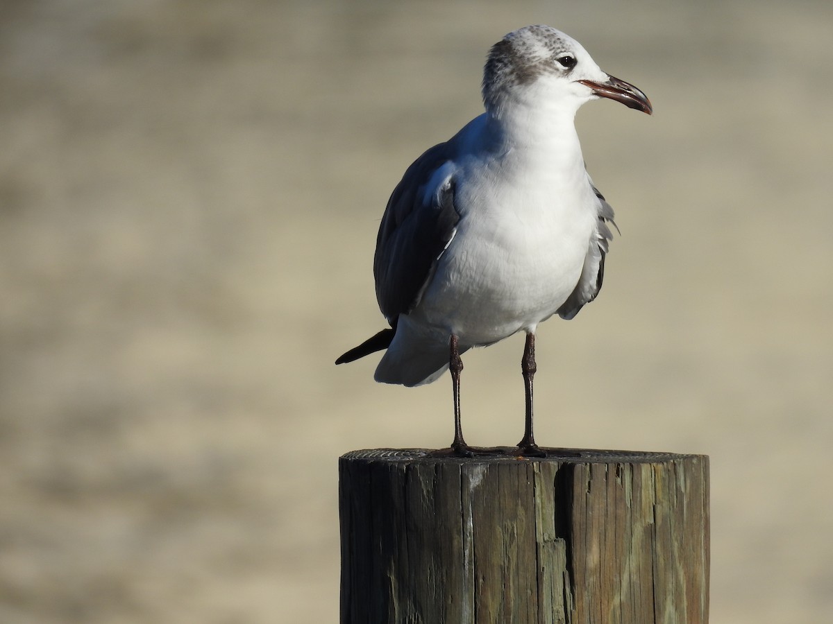 Laughing Gull - ML643568955