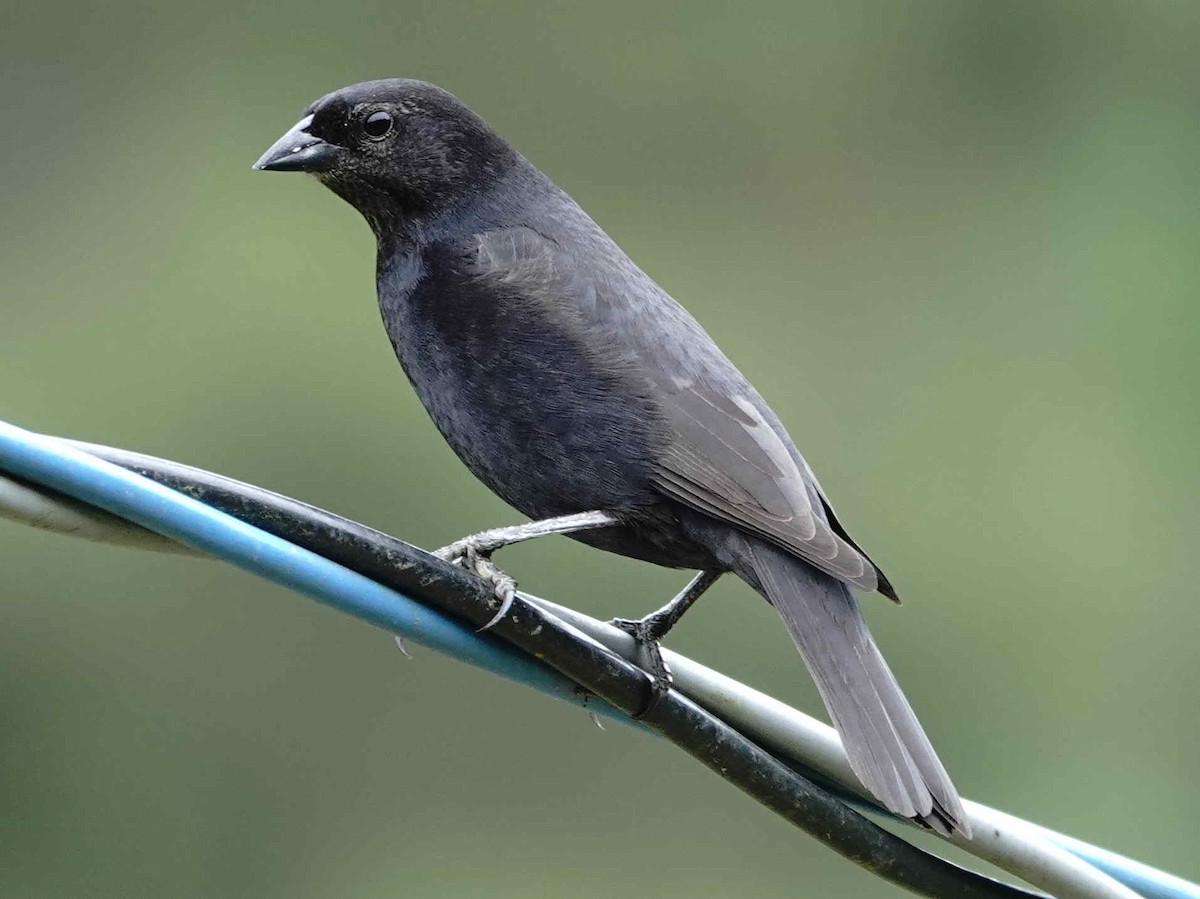 Ruby-crowned Tanager - ML643568959