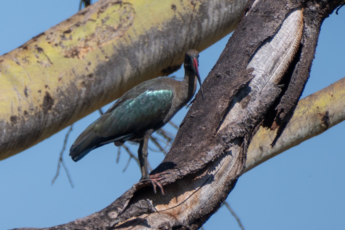 ibis hagedaš - ML643568960