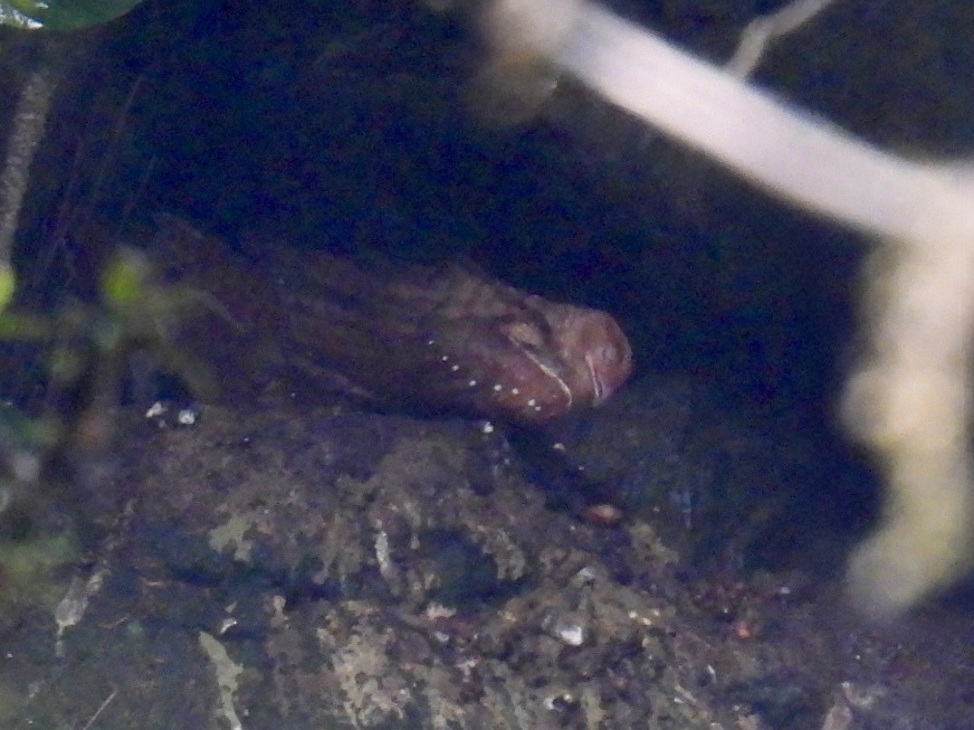 fettfugl - ML643568972