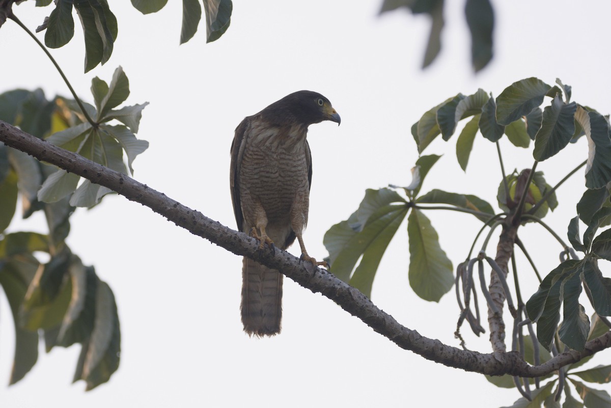 Roadside Hawk - ML643568975