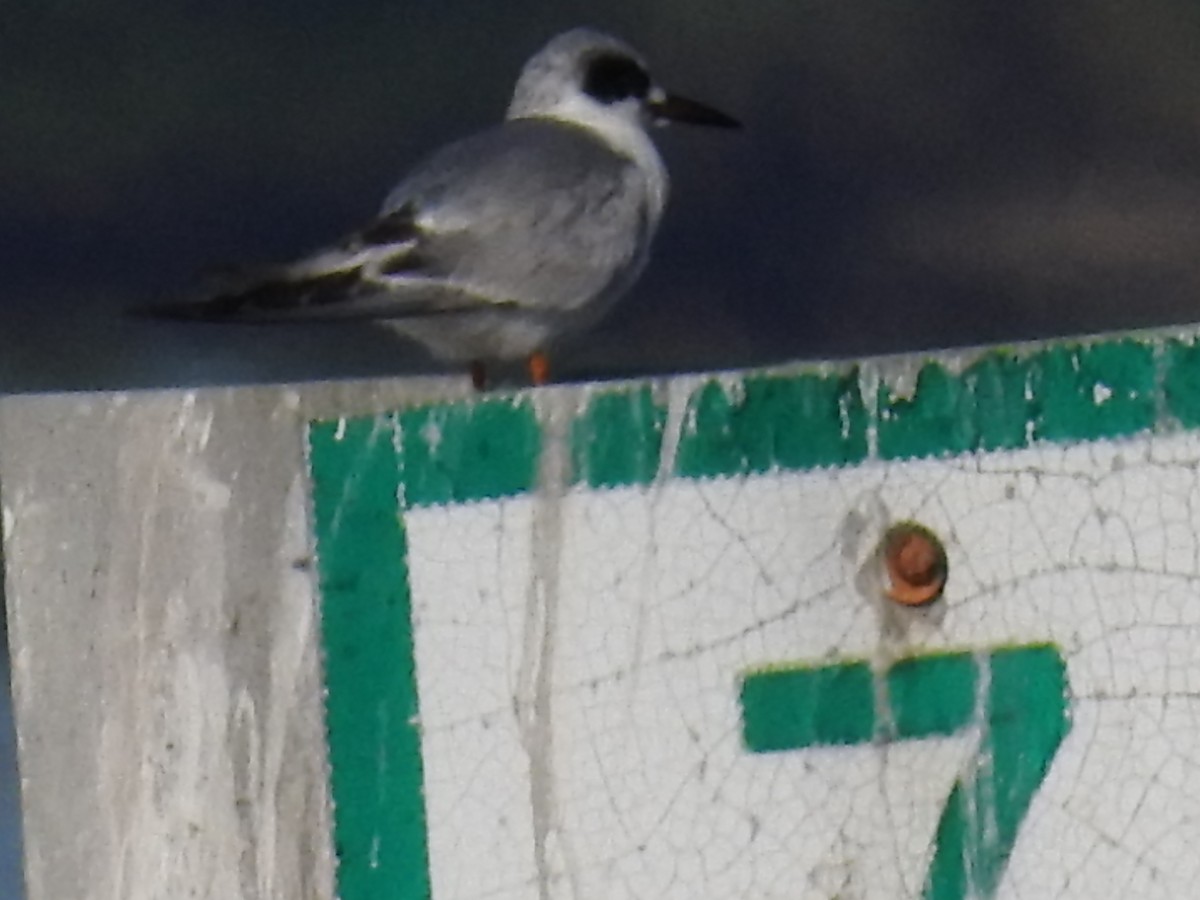 Forster's Tern - ML643568978