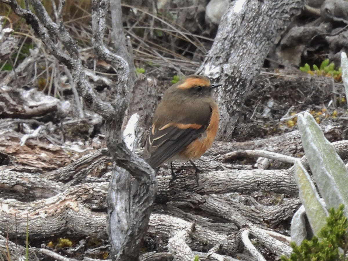 Rufous-browed Chat-Tyrant - ML643568982