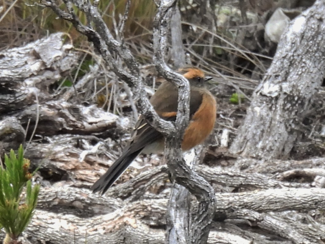Rufous-browed Chat-Tyrant - ML643568983