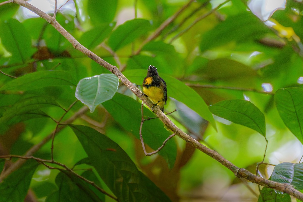 White-fronted Manakin - ML643568984