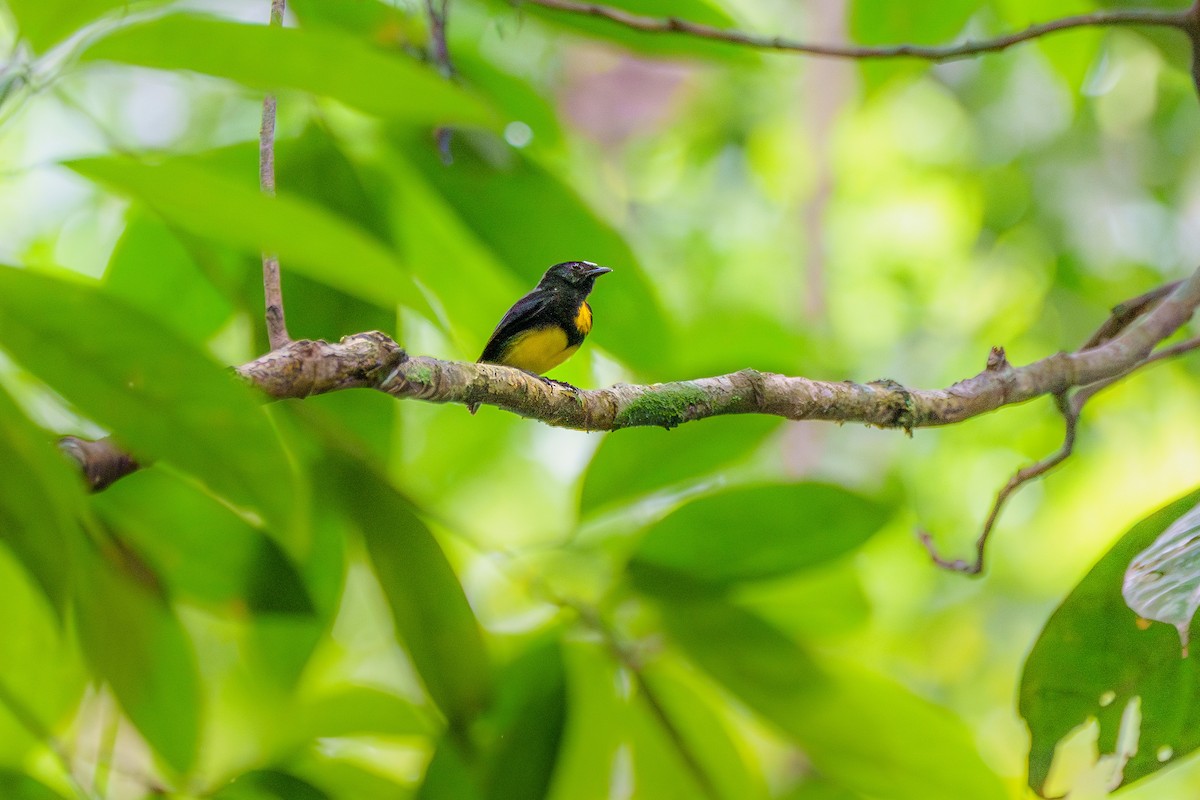 White-fronted Manakin - ML643568985