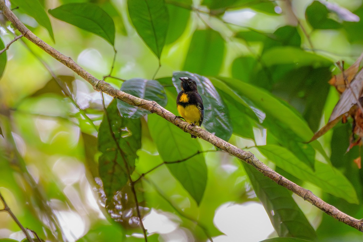White-fronted Manakin - ML643568986