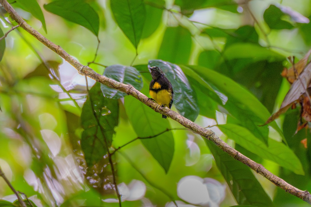 White-fronted Manakin - ML643568987