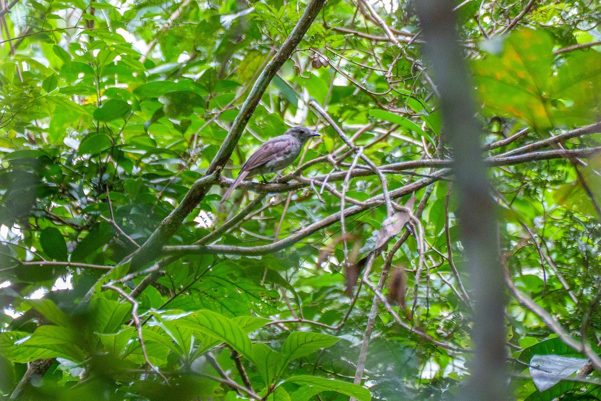 Screaming Piha - ML643569016