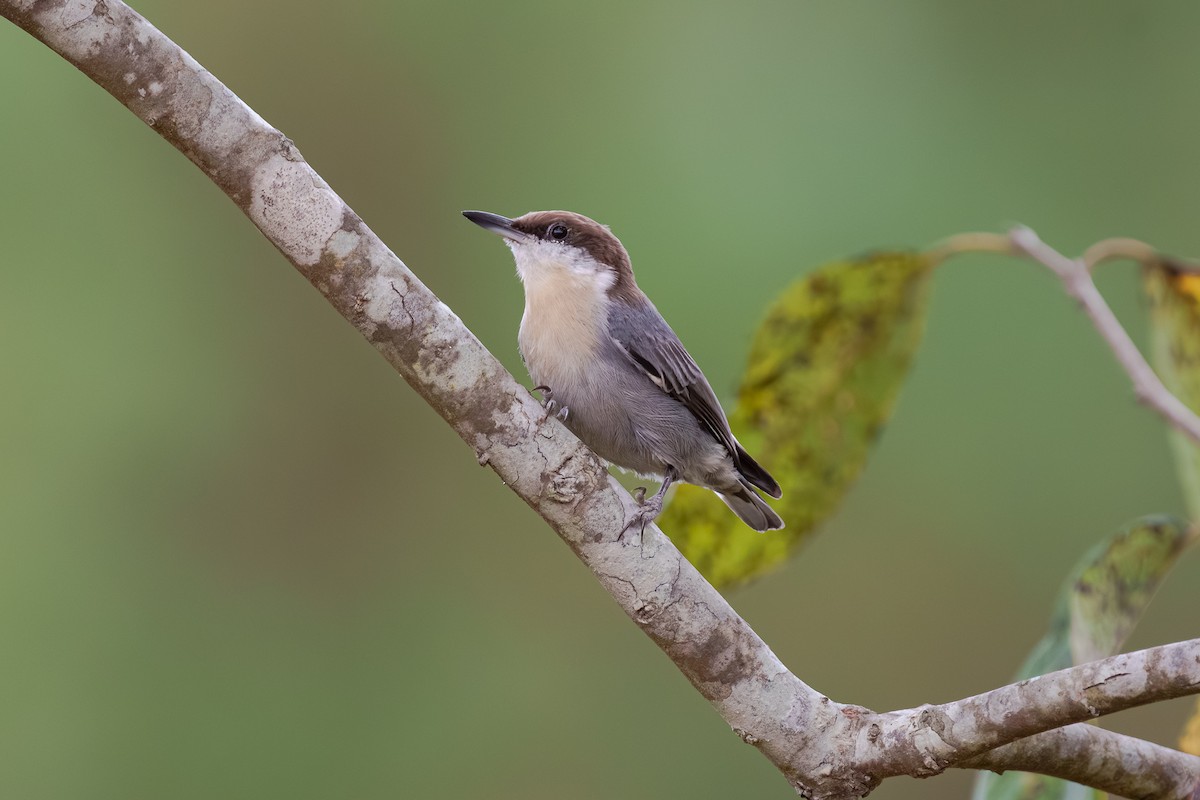 Brown-headed Nuthatch - ML643569026