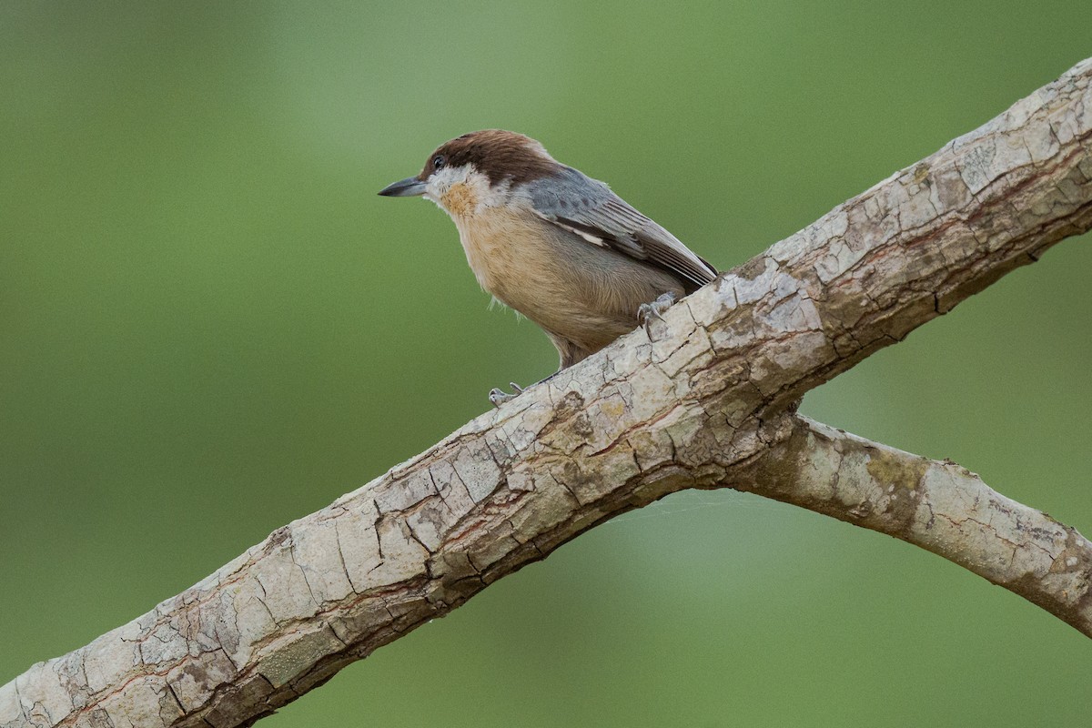 Brown-headed Nuthatch - ML643569027