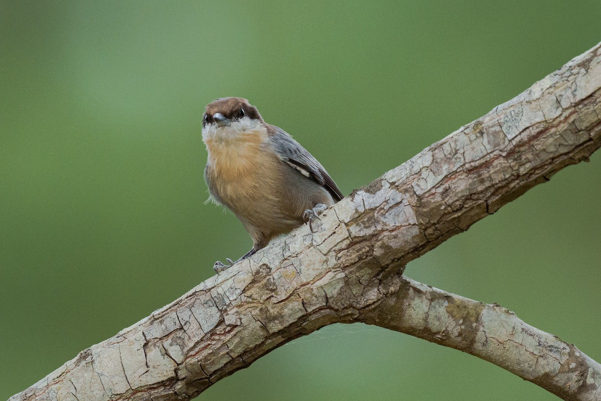 Brown-headed Nuthatch - ML643569028