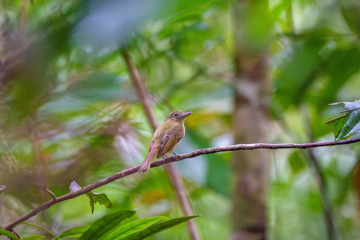 Eastern Olivaceous Flatbill - ML643569033