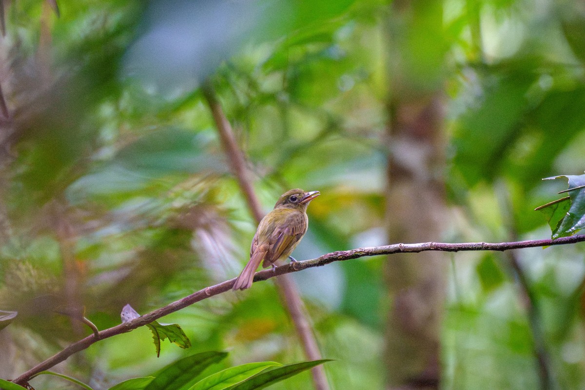 Eastern Olivaceous Flatbill - ML643569034