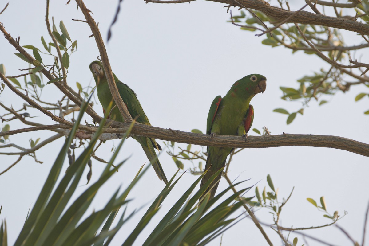 White-eyed Parakeet - ML643569035