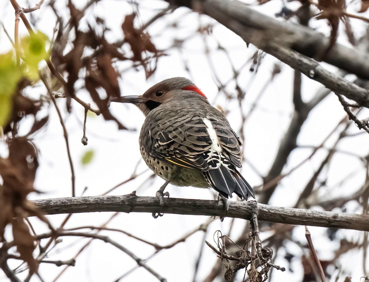 Northern Flicker - ML643569036