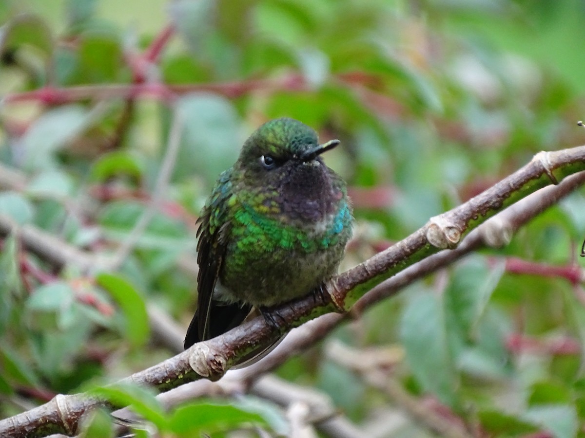 santandersolengel - ML643569038