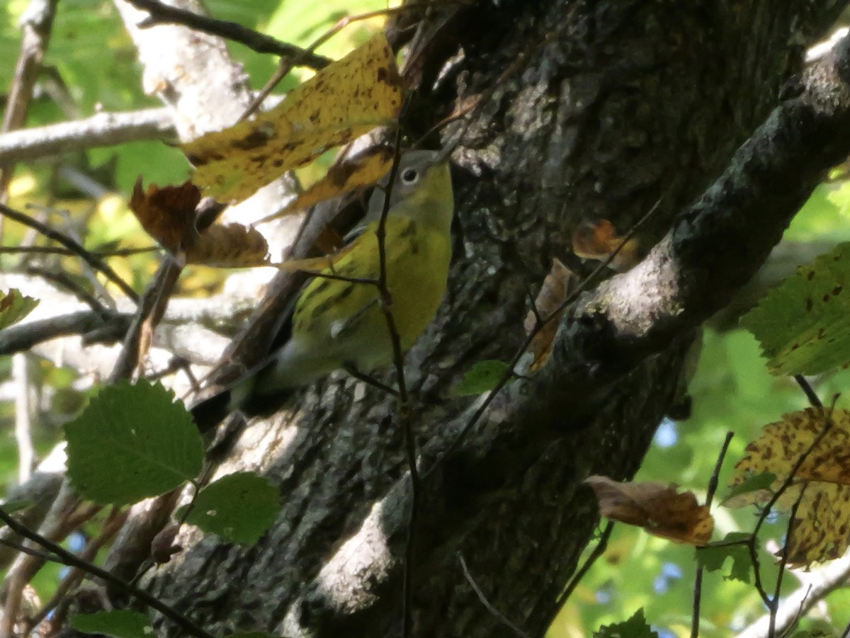 Magnolia Warbler - ML643569040