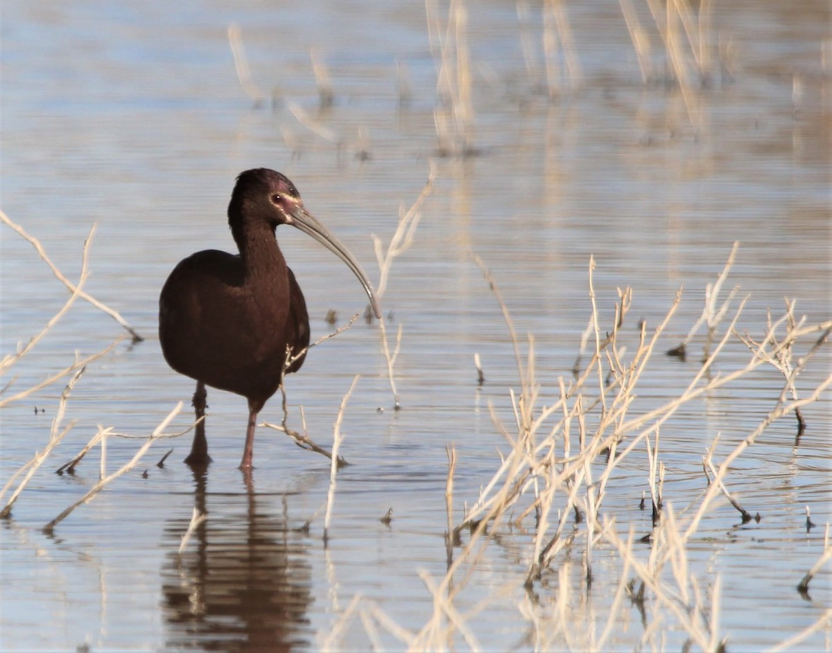 カオジロブロンズトキ - ML643569042