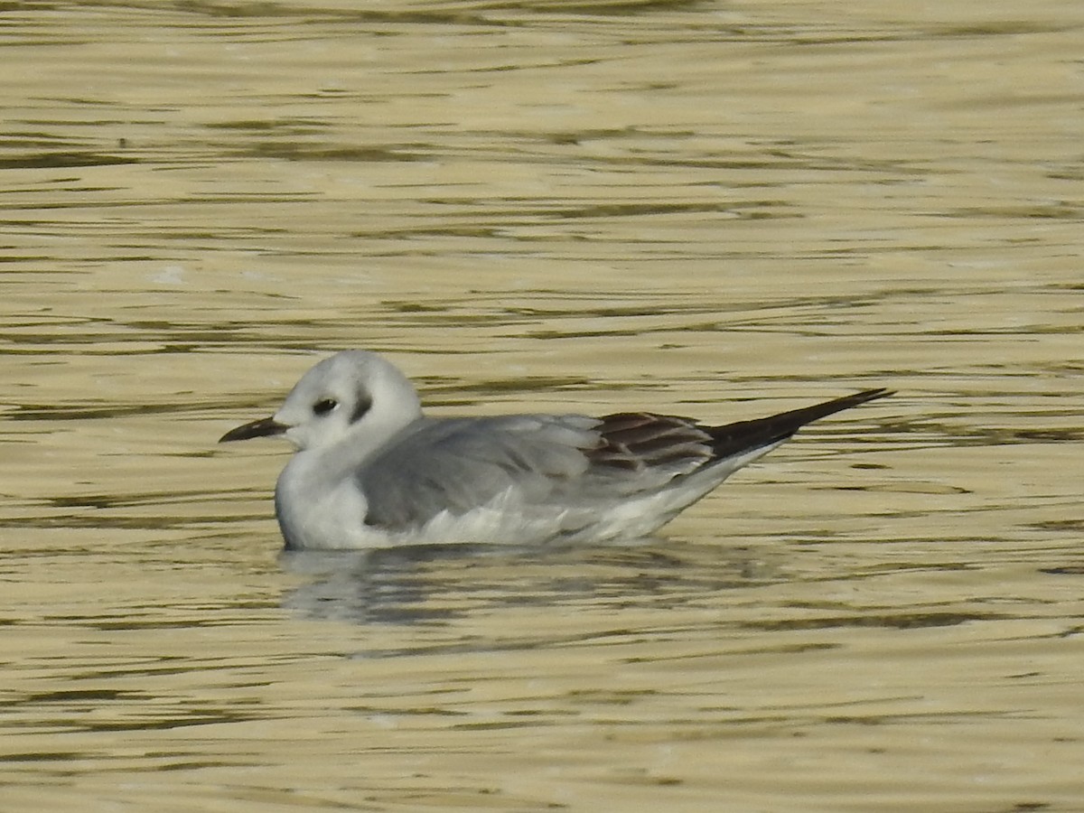 Bonaparte's Gull - ML643569043