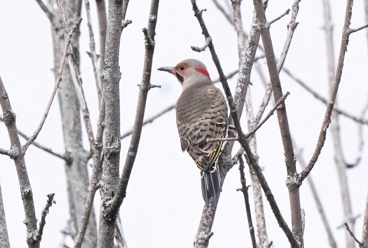 Northern Flicker - ML643569047