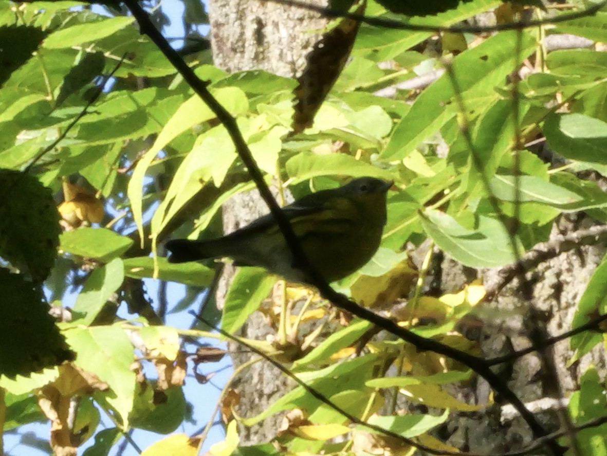 Magnolia Warbler - ML643569048