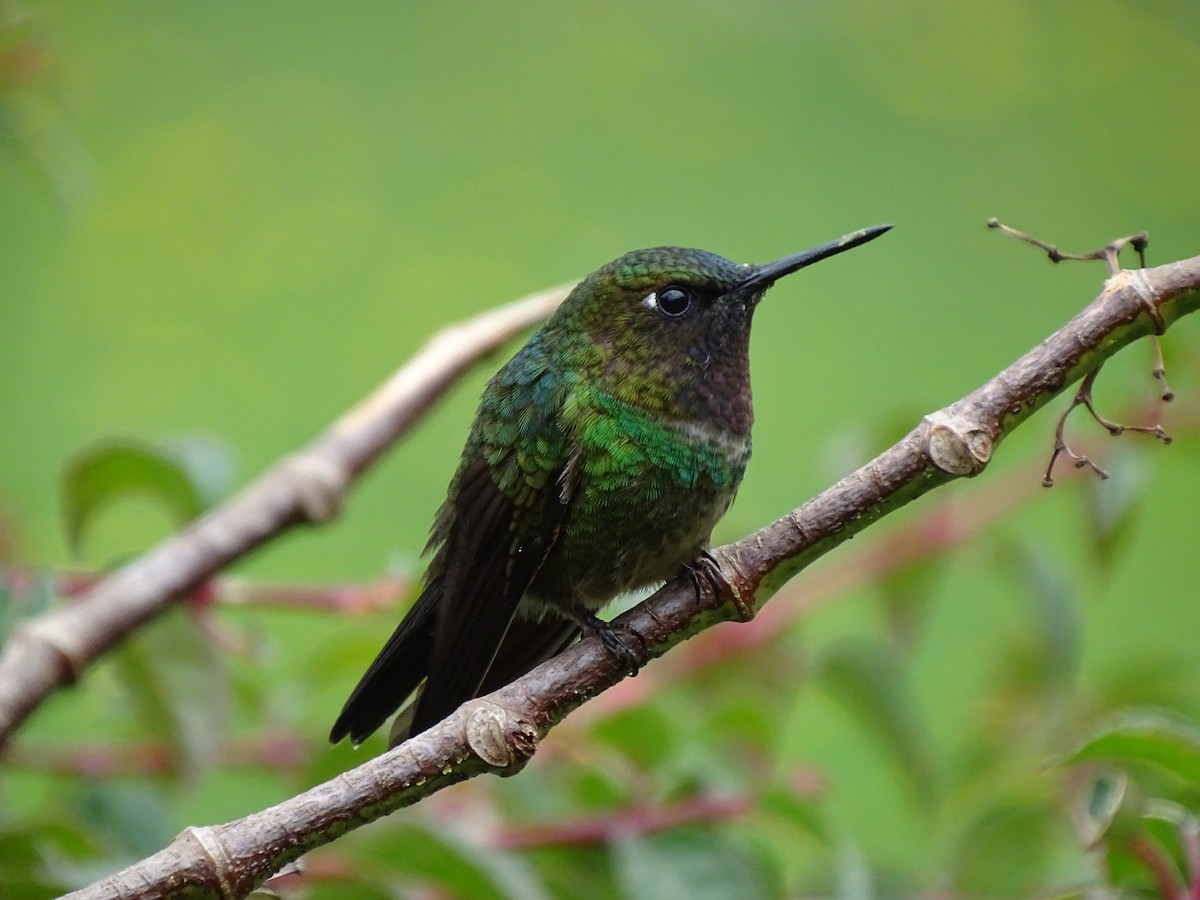 santandersolengel - ML643569057