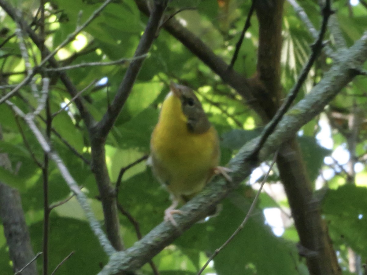 Common Yellowthroat - ML643569061