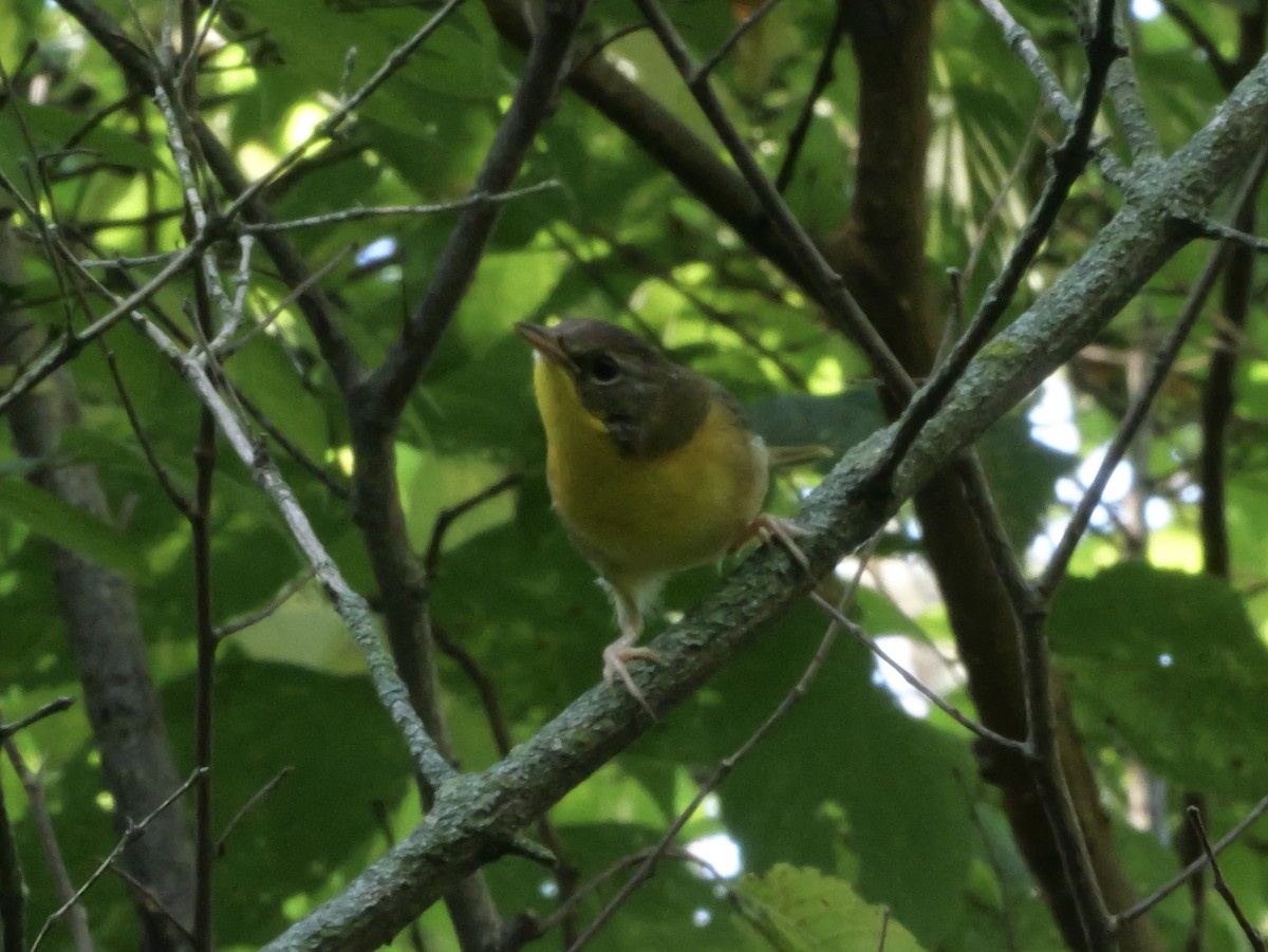 Common Yellowthroat - ML643569062