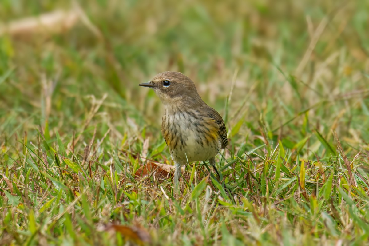 Yellow-rumped Warbler - Ed McKaveney